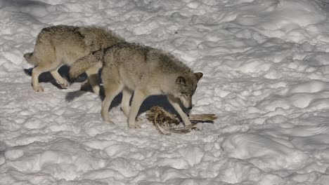 timber wolf urinates on skeleton to mark territory