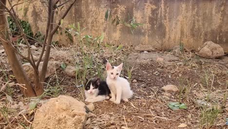 two kittens sitting in the garden