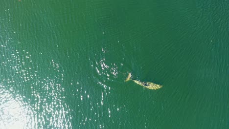 Luftaufnahmen-Fangen-Die-Schönheit-Und-Anmut-Eines-Großen-Tümmlers-Ein,-Der-An-Einem-Sonnigen-Tag-Im-Kristallklaren-Blauen-Wasser-Schwimmt