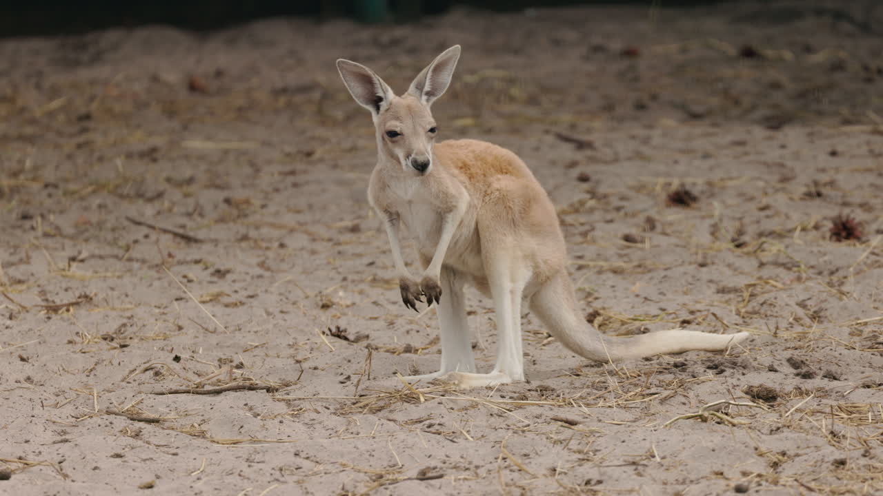 A Kangaroo in its natural habitat