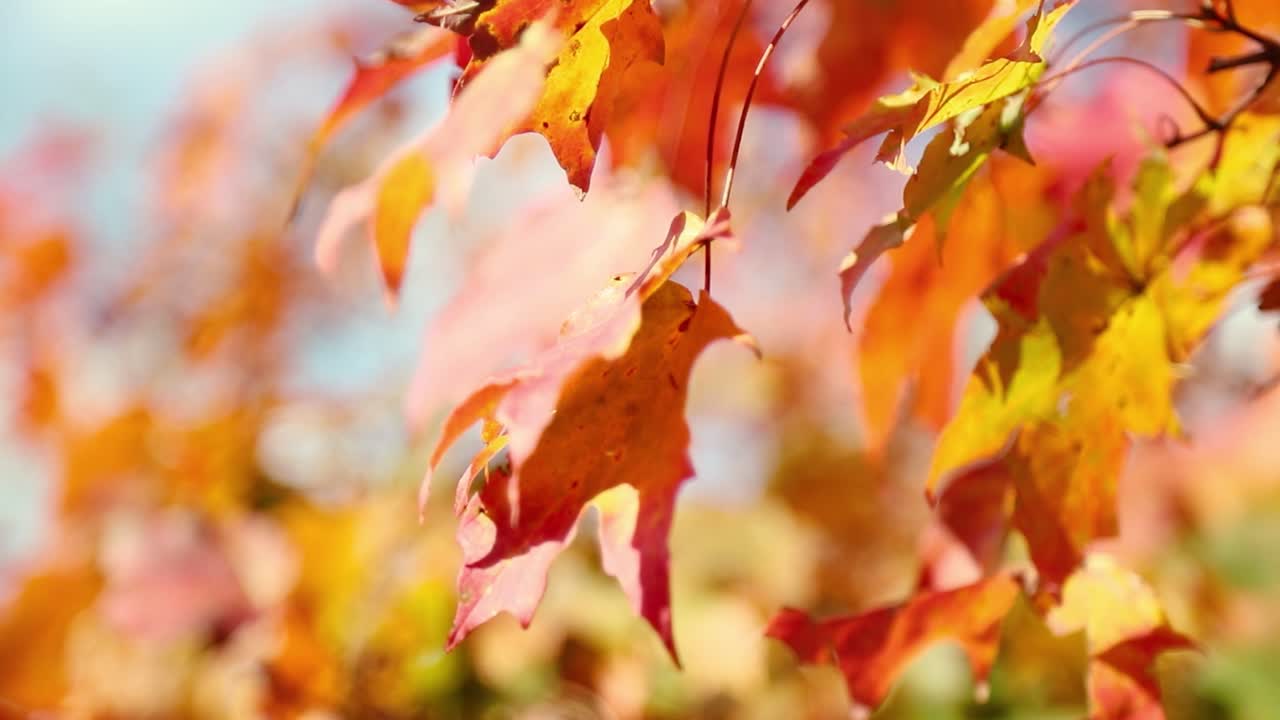 hermosas hojas de otoño de color rojo oscuro y amarillo con un fondo de cielo azul soplan pacíficamente en el viento