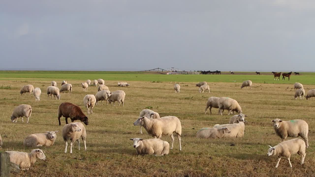 Un gregge di pecore al pascolo vicino al Mare dei Wadden.