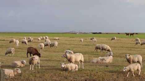 flock of sheep grazing on pasture next to the wadden sea