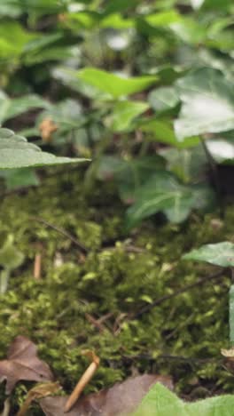 Vertical-Video-Close-Up-Woodland-Floor-Plants-Moss-Growing-Fallen-Tree