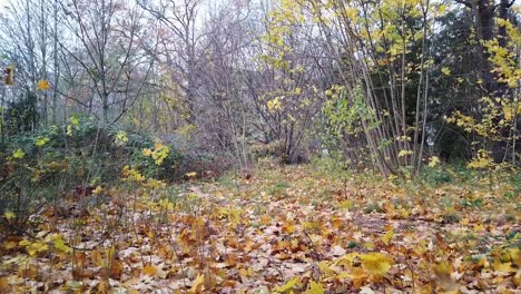 Un-Paseo-Por-El-Bosque-En-Berlín-Alemania-Naturaleza-Hojas-Muertas-árboles-Colores-Del-Otoño-Hd-30-Fps-10-Segundos