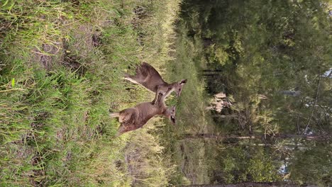 kangaroos using their clawed hands and feet in a fighting display of wild animal behaviour