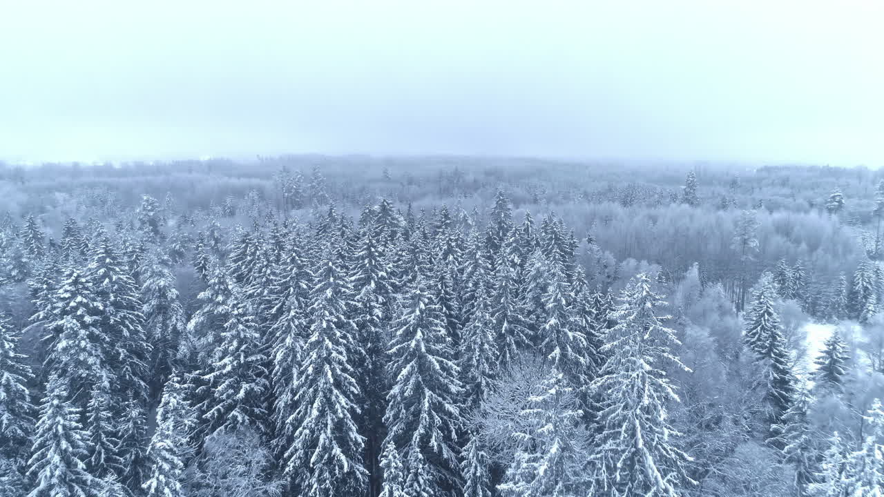 회색빛 날에 눈으로 가득 찬 울창한 자연 숲에서 겨울 풍경의 놀라운 공중 촬영