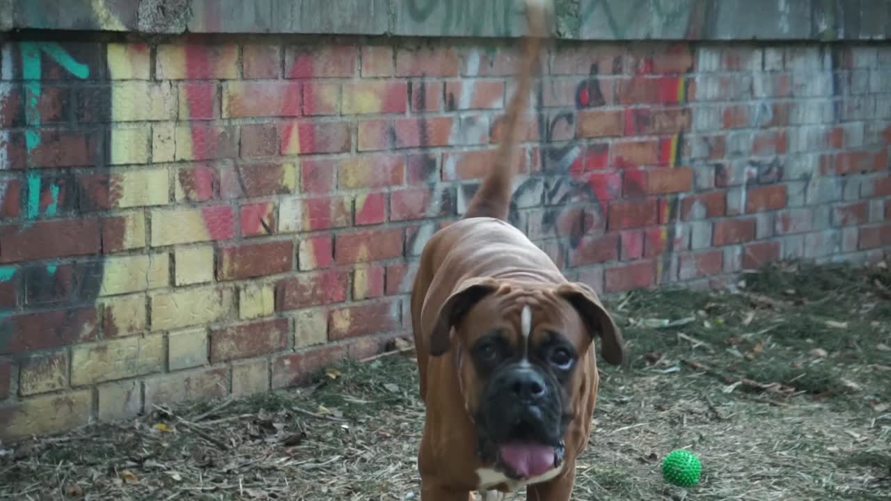 Brown Boxer dog runs towards camera licking lips, slow motion