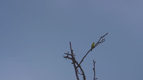 Oropéndola-Amarilla-En-La-Copa-De-Un-árbol-Sin-Hojas,-Balanceándose-Con-La-Brisa