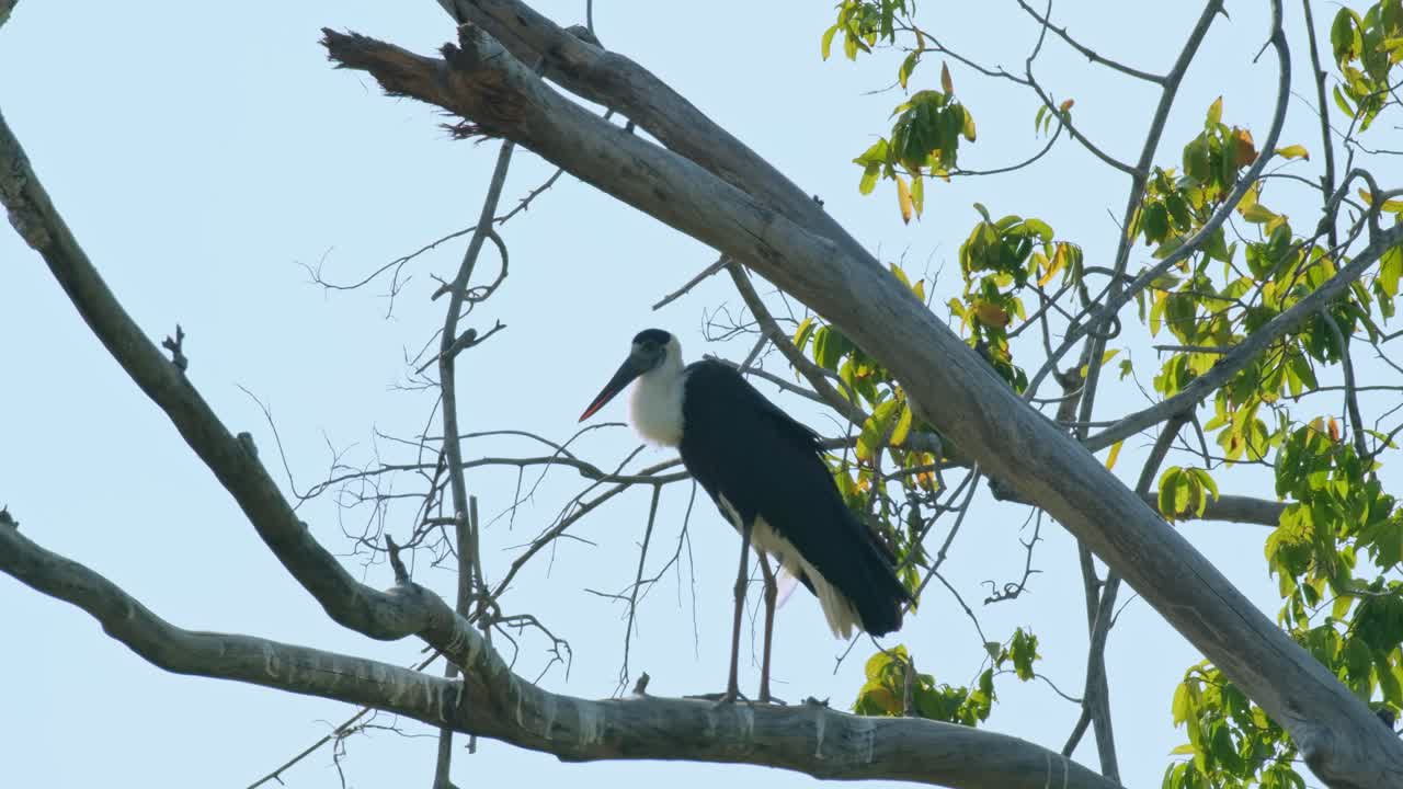 visto en una rama de un árbol alto durante la tarde cuando la cámara se aleja, la cigüeña asiática de cuello lanudo ciconia episcopus, casi amenazada, tailandia