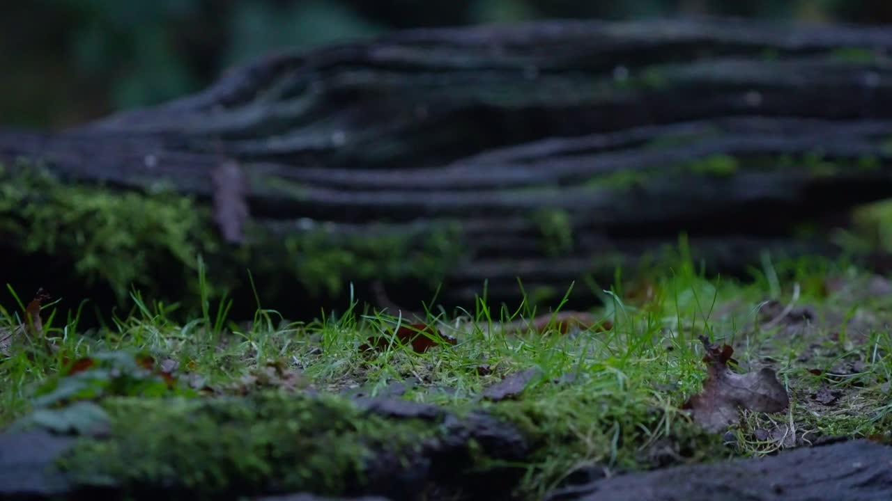 Bank vole pauses alertly among green moss in forest habitat, slow motion Netherlands wildlife