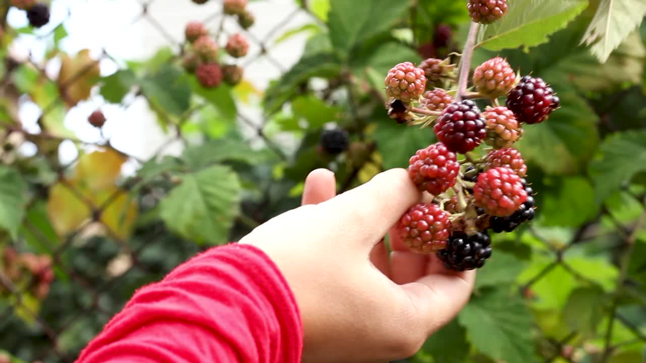 Primissimo piano: donna che raccoglie more da un rametto e ne mangia una in giardino.