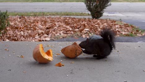 a black squirrel consuming squash seeds in a driveway