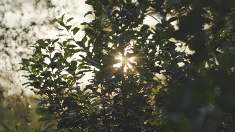 Rays-of-sunlight-through-the-leaves-of-Yerba-Mate-tree-branches,-native-to-the-South-American-jungle