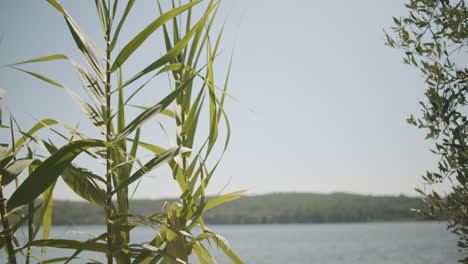 primer plano de una flor miscanthus moviéndose en el viento en un día soleado y ventoso