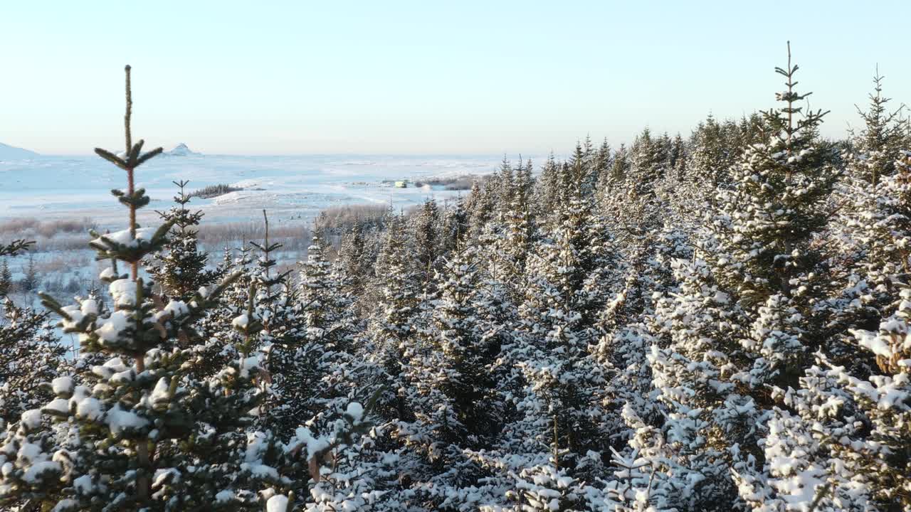 Flyr gjennom furutopper dekket av hvit snø om vinteren, Island