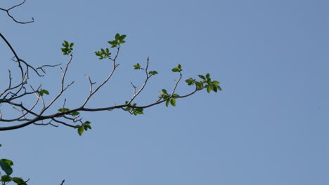 Tree limb and its leaves and twigs being blown by a soft breeze against the blue sky background