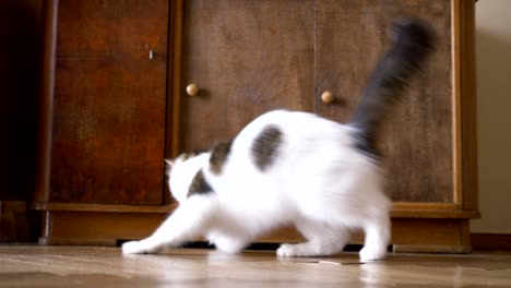 cute cat catches laser pointer light low angle shot