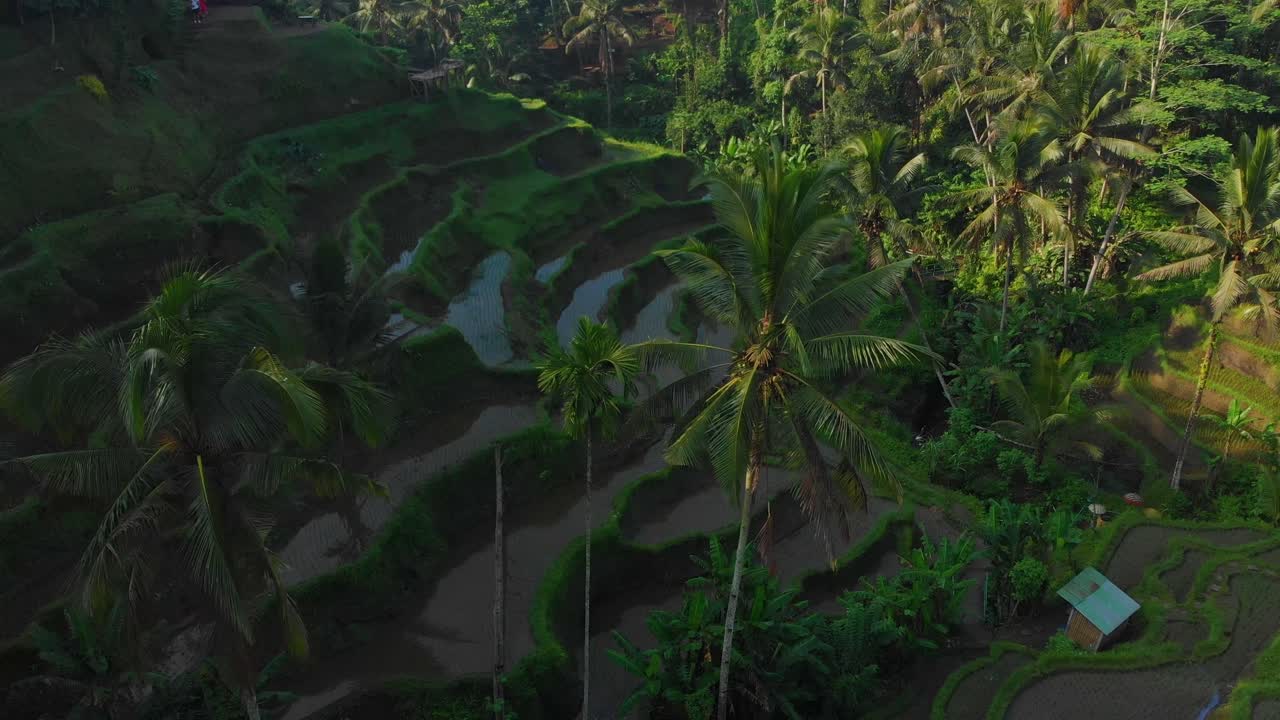 Risaie lussureggianti a Ubud, Bali, Indonesia