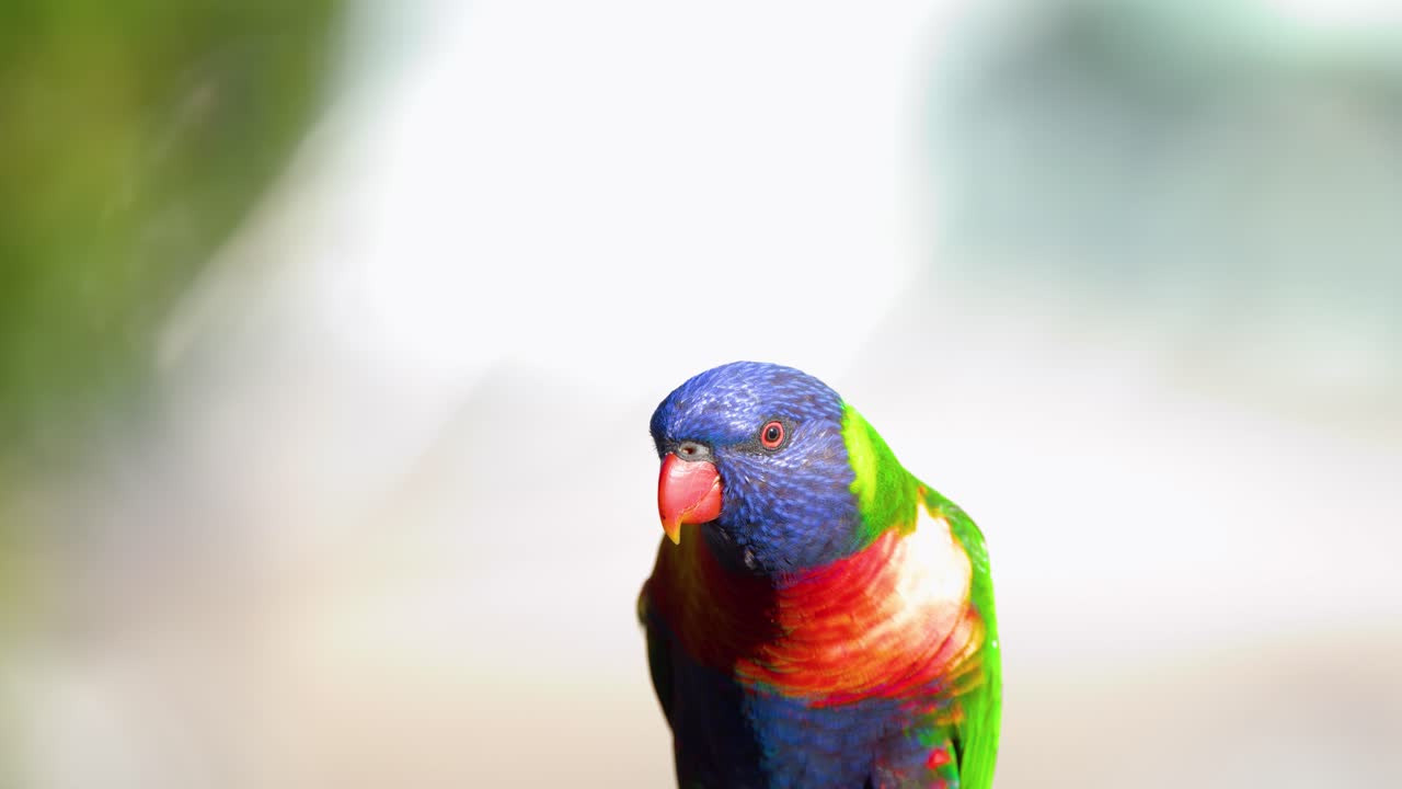 Un colorato lorichetto arcobaleno si guarda intorno su uno sfondo luminoso e sfocato, con luce naturale.