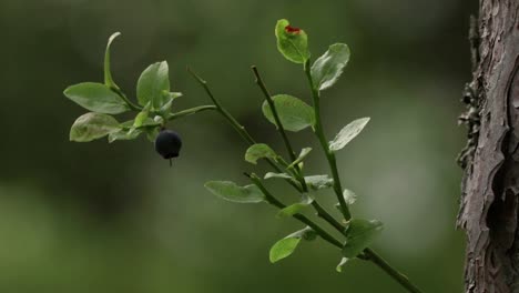 close up of a single blueberry on a small branch on a bush sticking up beside a tree in a swedish forest