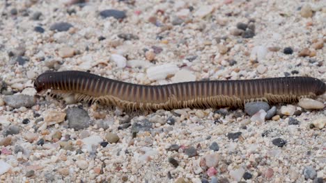 close up of centipede crawling on sandy beach