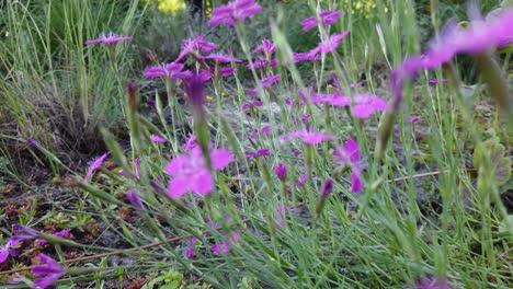 flores arrastradas por el viento