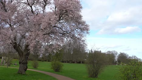 árboles-De-Sakura-Completamente-Florecidos-En-Un-Parque-Urbano