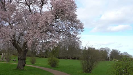 árboles de sakura completamente en flor en un parque urbano