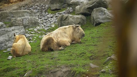 two golden takin relaxing in the grass rocky mountain habitat in animal park