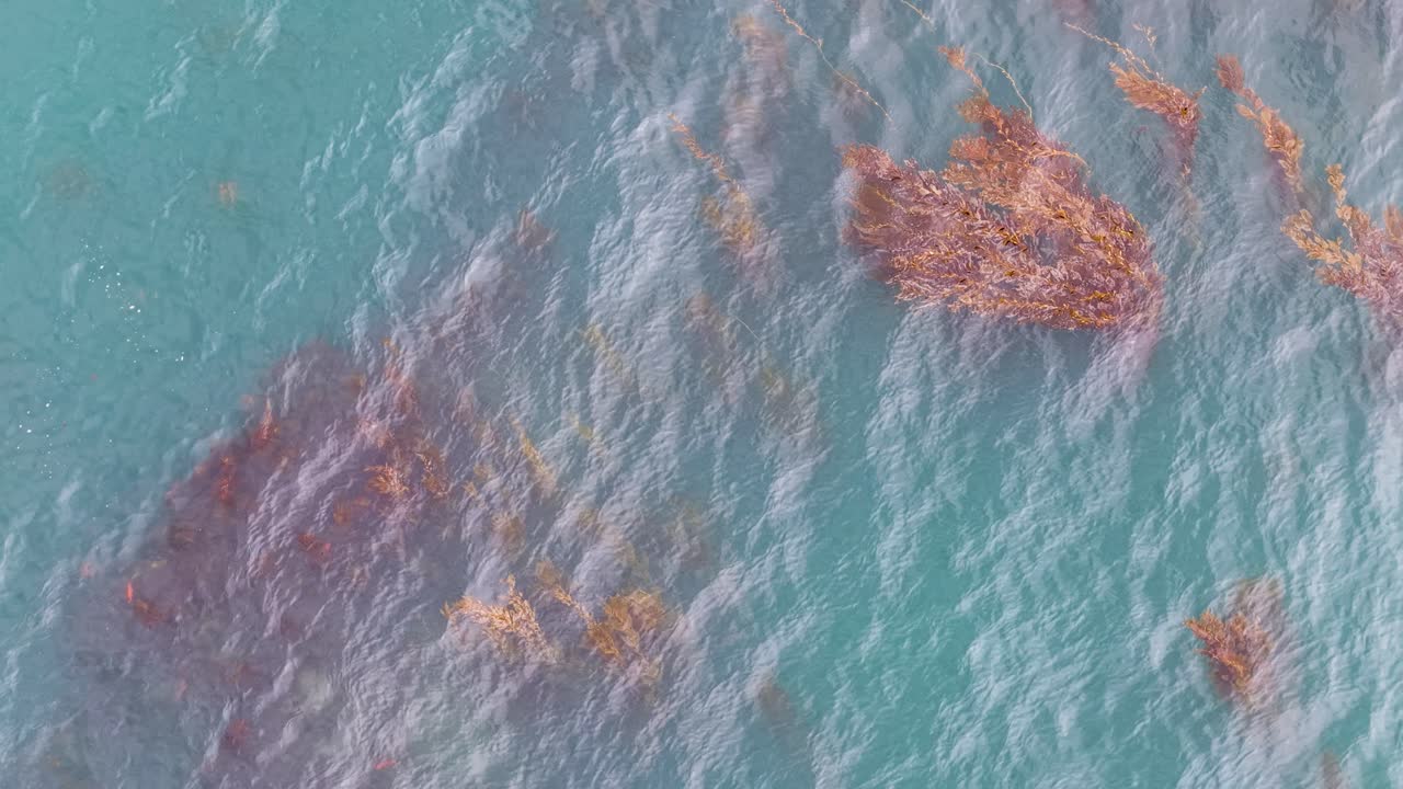 Aerial top-down view of sunlit kelp forests floating beneath the surface of clear turquoise waters off the California coast