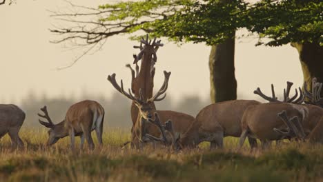 medium shot of a group of male red deer grazing in golden grasslands and fighting under a tree during the golden hour