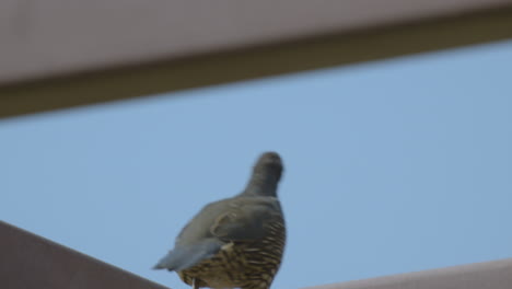 California-Quail-walking-on-top-of-overhang-in-slow-motion