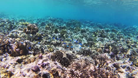 impresionante acantilado de coral y damselfish de neón de colores brillantes mientras buceaban en las aguas cristalinas de la isla de pulau menjangan, bali, indonesia