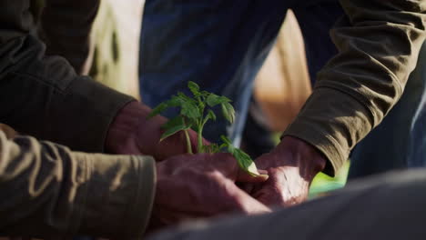 people planting tomato plants in a greenhouse