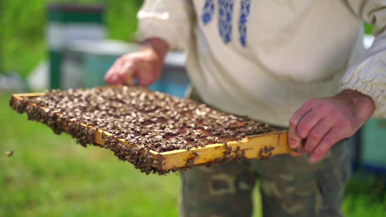 Apiculturist inspects frame with bees. Many insects crawling on a frame. Frame with bees in beekeeper's hands on apiary. Animals collect pure natural product.