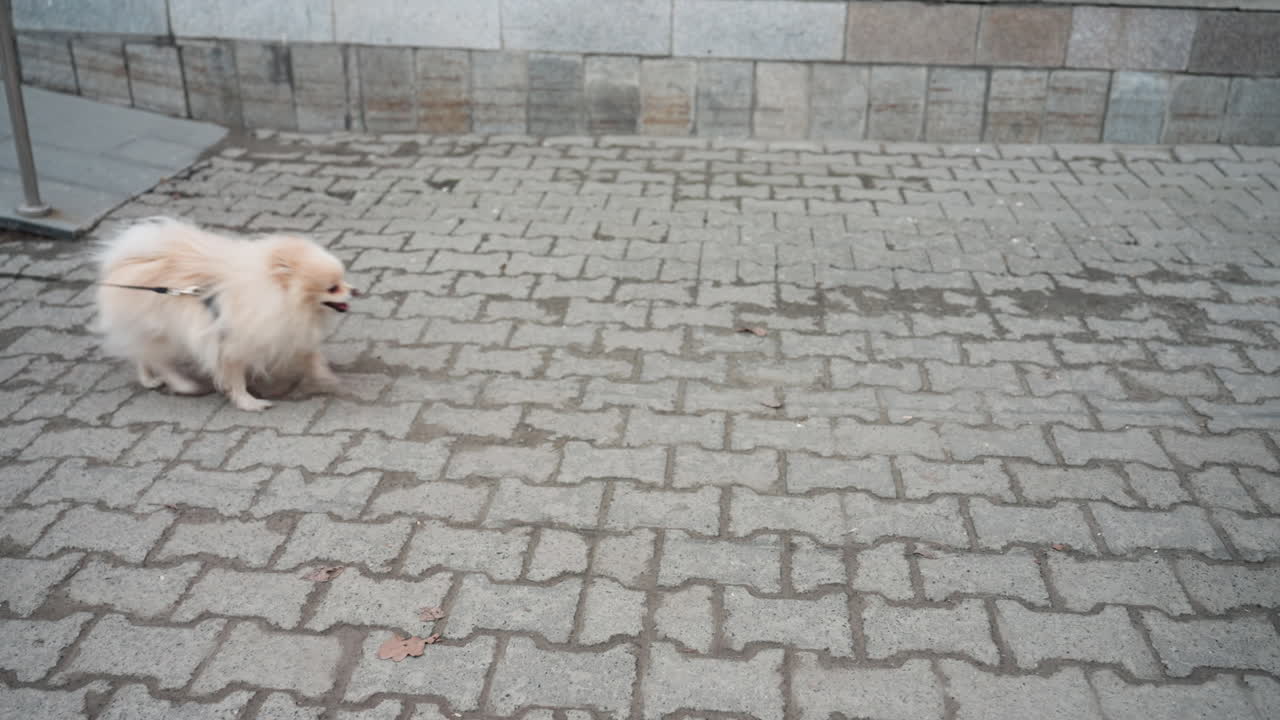 Close-up view of a fluffy, light-colored puppy being walked on a leash along a paved sidewalk