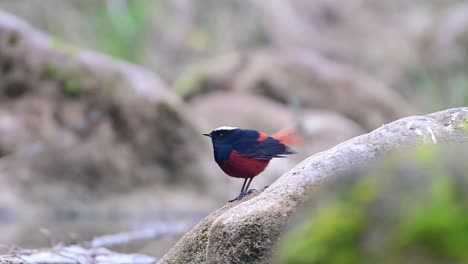 white capped water redstart on rock in water stream