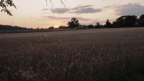 a combine harvester driving in the distance during the sunset