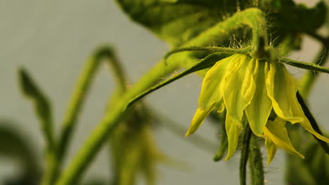 fused flower of a tomato plant