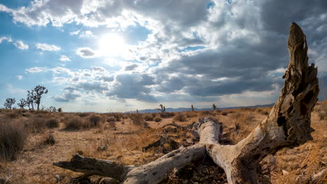 troncos secos de un árbol de joshua muerto en el desierto de mojave con una sobrecarga dinámica de nubes - lapso de tiempo estático y de gran angular al amanecer