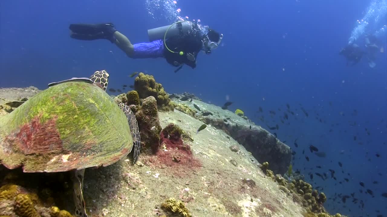tortuga carey en el pináculo de hin wong koh tao-4