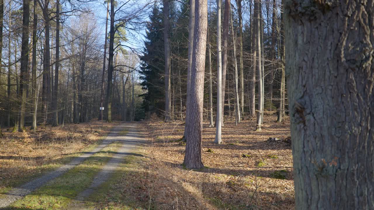 독일 의 숲 나무 를 통해 아름다운  ⁇ 빛 에 큰 나무 근처 에 있는 트레일