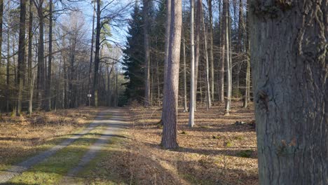 Wanderweg-In-Der-Nähe-Eines-Großen-Baumes-In-Wunderschönem-Sonnenlicht-Durch-Waldbäume-In-Deutschland
