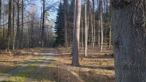 weg in der nähe eines großen baumes im schönen sonnenlicht durch waldbäume in deutschland