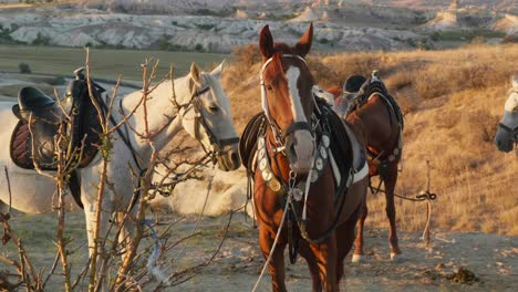 Beautiful-horses-hitched-to-tree-sunset-golden-hour-landscape