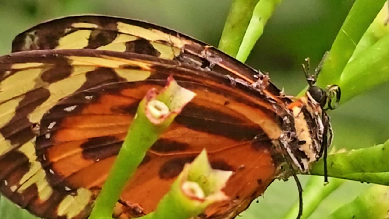 Primo piano estremo di ali di farfalla esotica che mostrano motivi arancioni e marroni tra il fogliame tropicale.