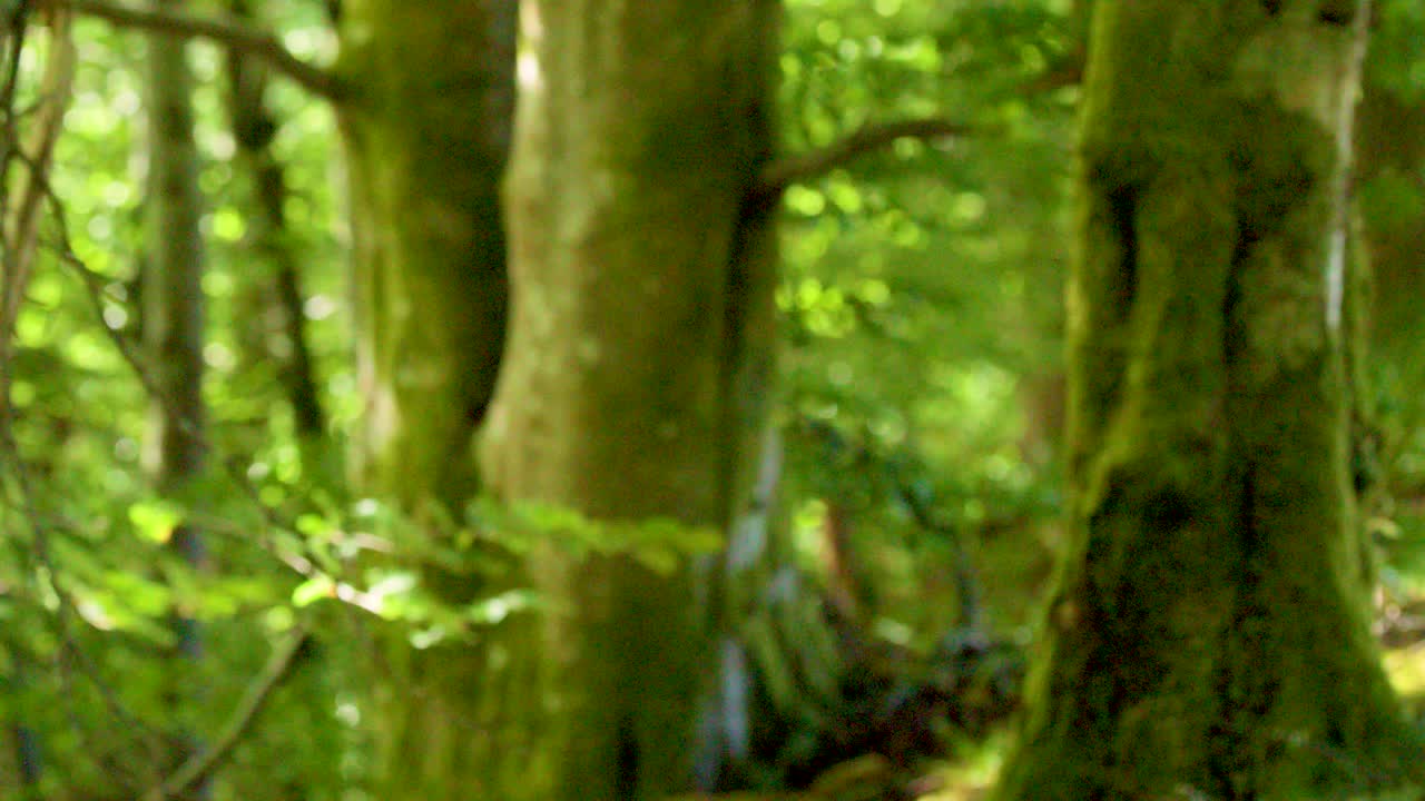 Camera slowly pans through lush, sunlit forest with moss-covered trunks and vibrant green foliage