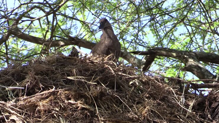 Hamerkop cleaning its plumage on top of a nest erected in a tree