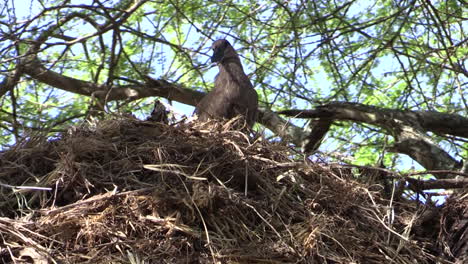 Hamerkop-Limpiando-Su-Plumaje-Encima-De-Un-Nido-Erigido-En-Un-árbol